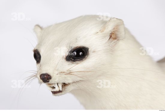 Head Ermine