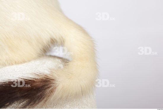 Tail Ermine