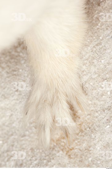 Foot Ermine