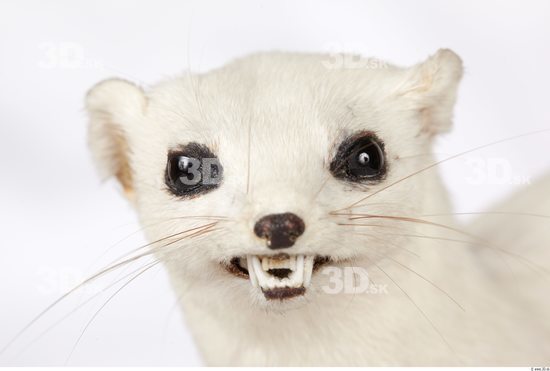 Head Ermine