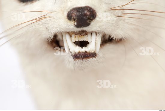 Teeth Ermine