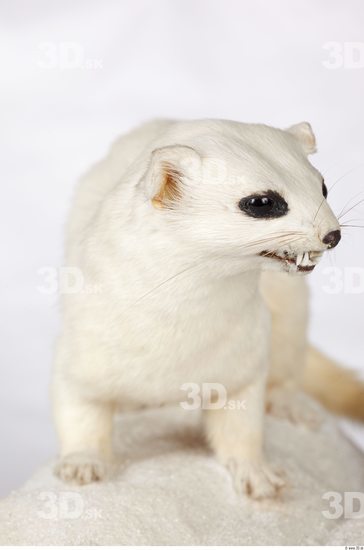 Upper Body Ermine