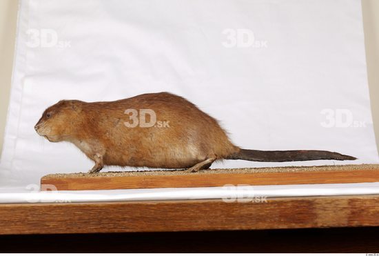 Whole Body Muskrat Animal photo references