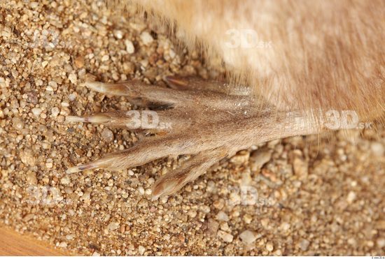 Foot Whole Body Muskrat Animal photo references