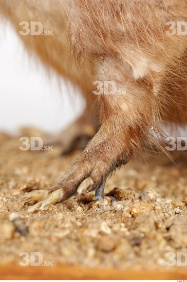 Leg Whole Body Muskrat Animal photo references