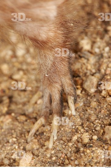 Foot Whole Body Muskrat Animal photo references