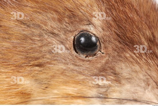 Eye Whole Body Muskrat Animal photo references