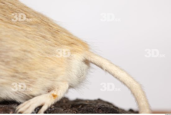 Leg Mouse