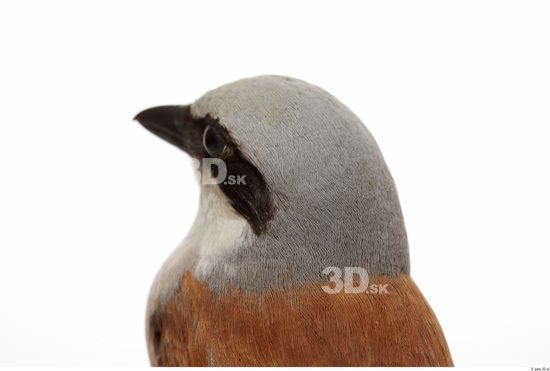 Head Bird