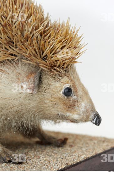 Head Hedgehog