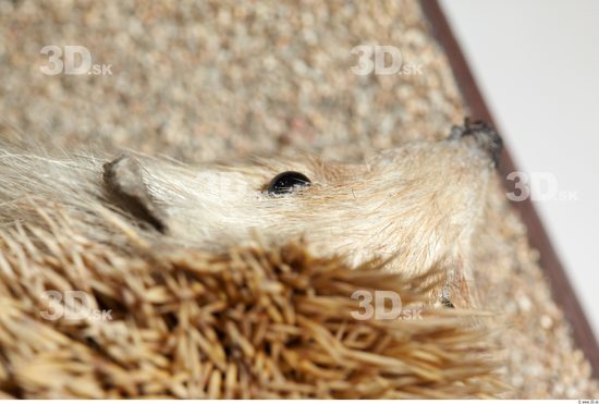 Ear Hedgehog