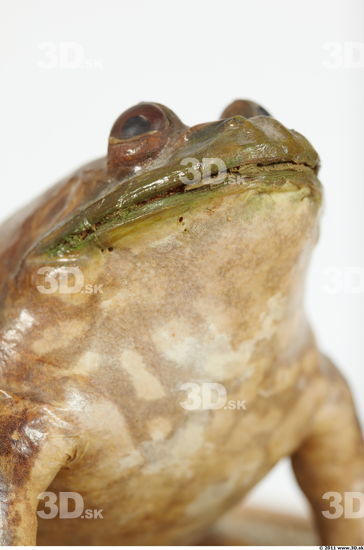 Upper Body Bullfrog