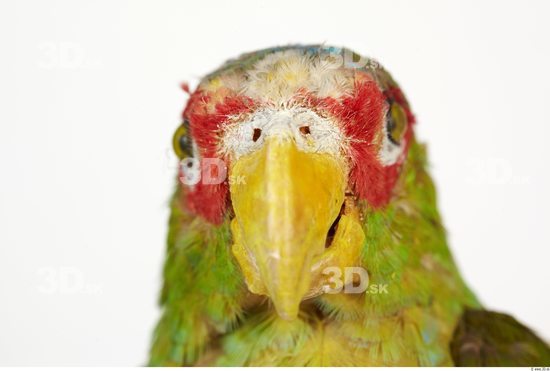 Head Parrot