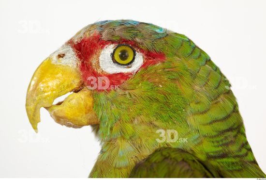 Head Parrot