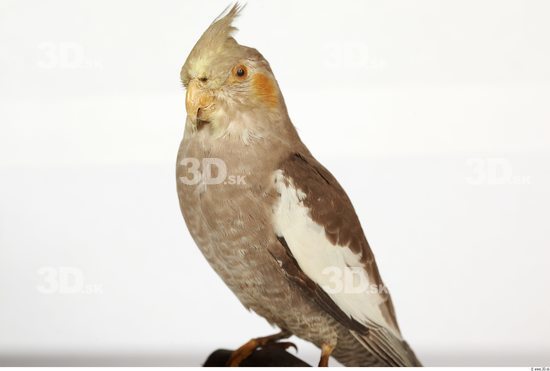 Upper Body Cockatiel