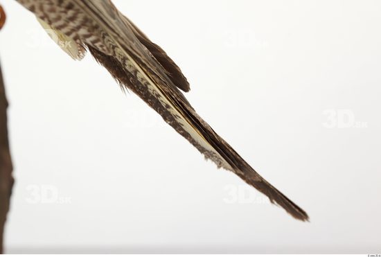 Tail Cockatiel