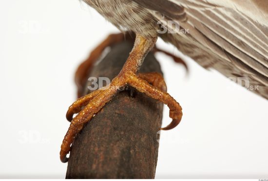 Foot Cockatiel