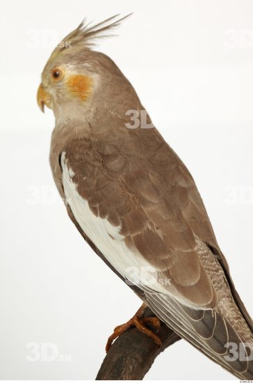 Upper Body Cockatiel