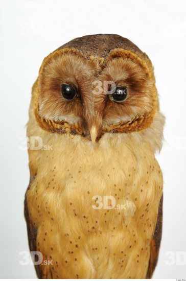 Upper Body Owl
