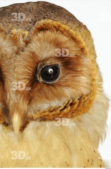 Eye Owl