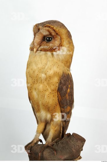 Whole Body Owl