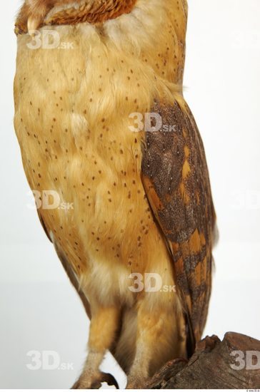 Belly Owl