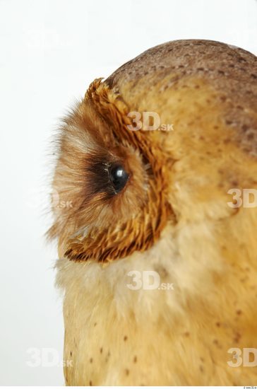 Eye Owl