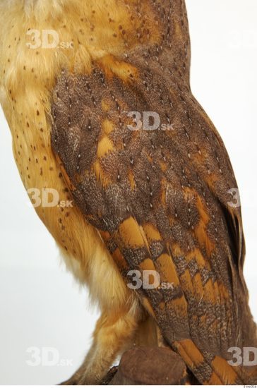 Arm Owl