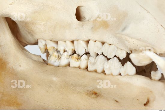 Teeth Boar