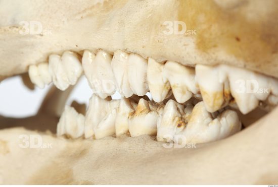 Teeth Boar