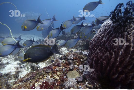 Underwater life