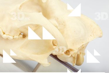 Skull Wolf 0003