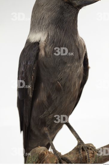Upper Body Bird
