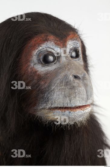 Face Chimpanzee
