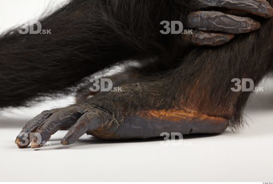 Foot Chimpanzee