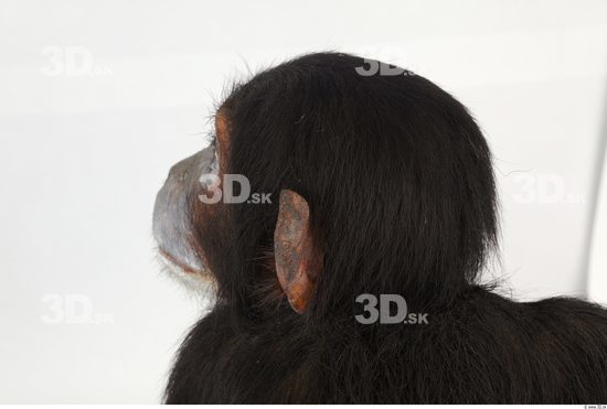 Head Chimpanzee