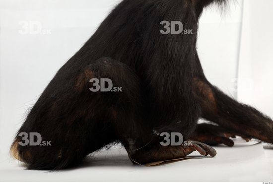 Leg Chimpanzee