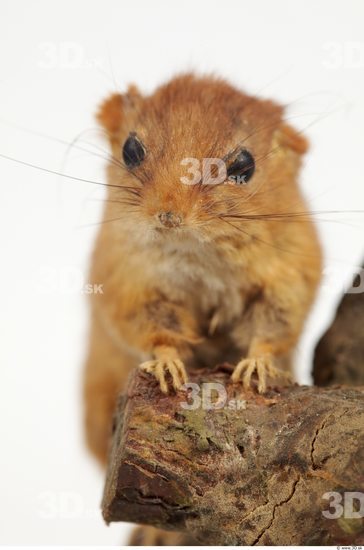 Whole Body Dormouse