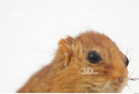 Ear Dormouse