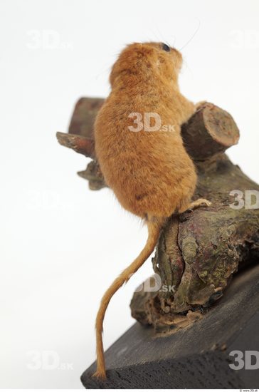 Whole Body Dormouse