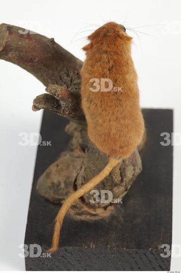 Whole Body Dormouse