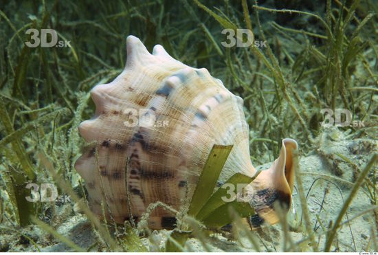 Underwater life