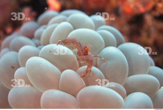 Underwater life