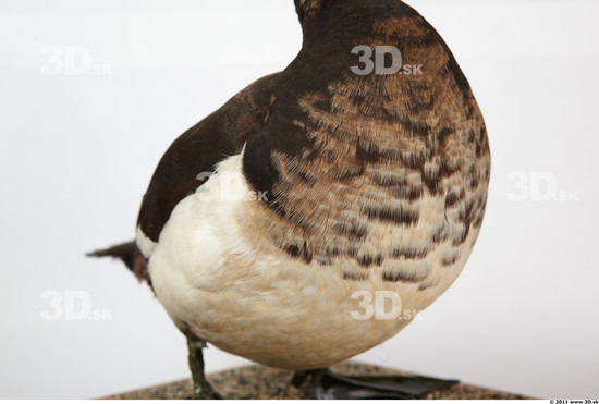 Breast Duck