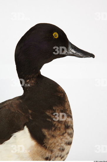 Upper Body Duck