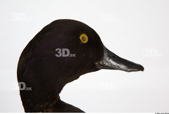 Head Duck