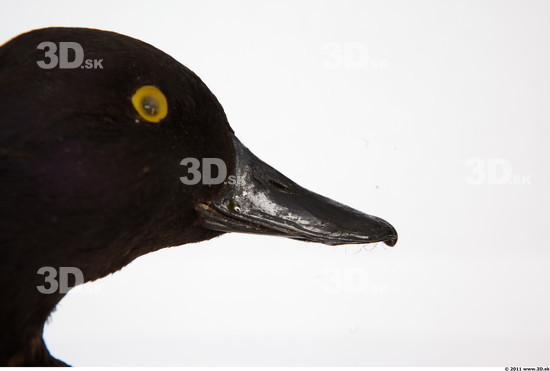 Mouth Duck