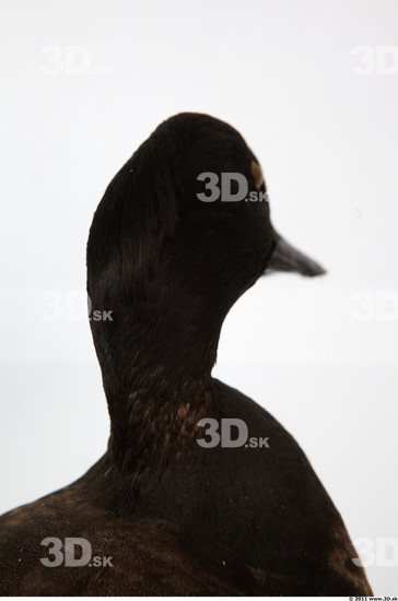 Head Duck