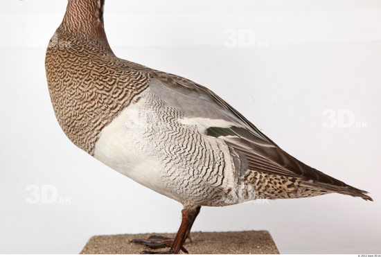 Upper Body Duck