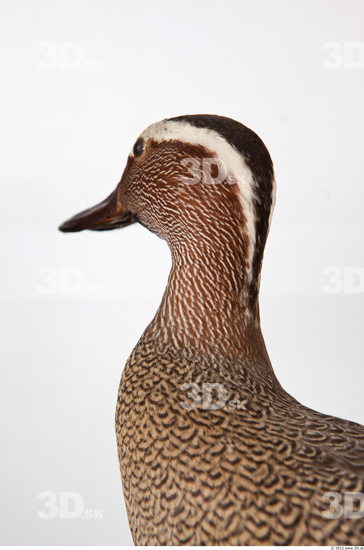 Head Duck